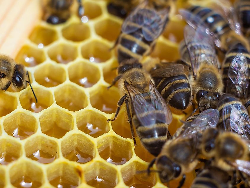 Honeybees making honey.