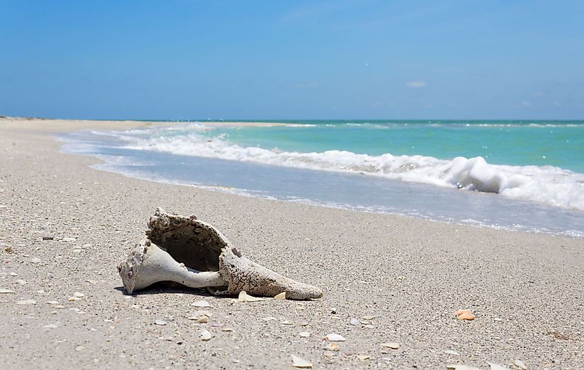 Big shell on the beach in Cayo Costa State Park, Florida