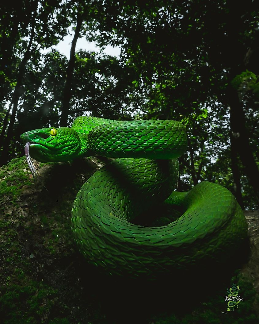 green pit viper