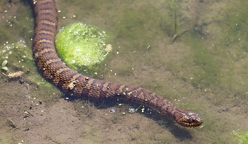 Common watersnake swimming in a pond