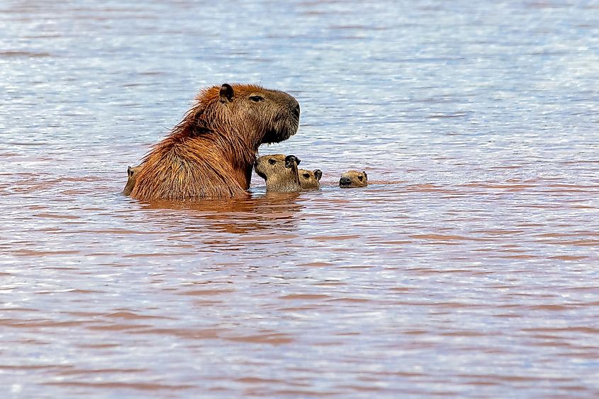 mother capybara and her young at Lake Paranoá in Brasilia, Brazil. T
