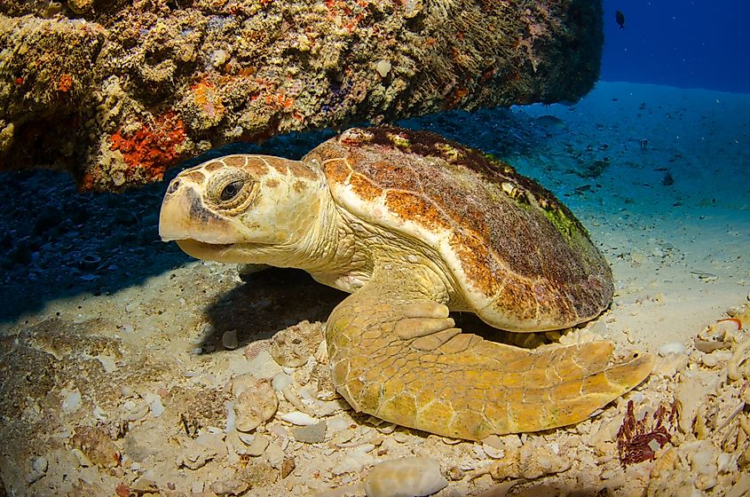 A loggerhead sea turtle, one of the few predators of the Portuguese man o' war.