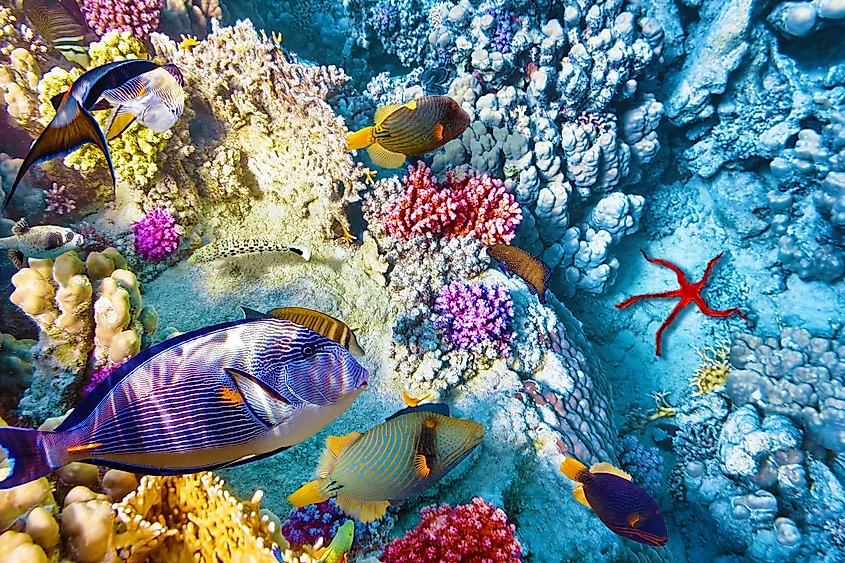 Coral reef fishes