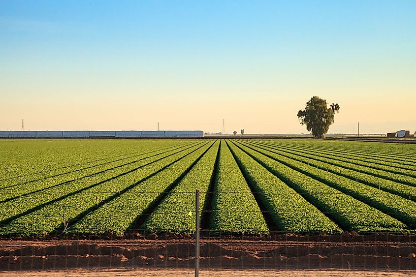 Rows of agricultural fields in Calexico