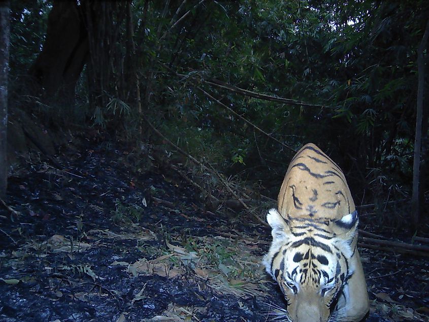 New Discovery of Second Tiger Population in Thailand Found in Thap Lan  World Heritage Park, News