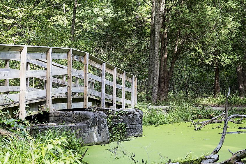 Footbridge over a woodland pond covered with duckweed - Oak Openings Metropark, Ohio