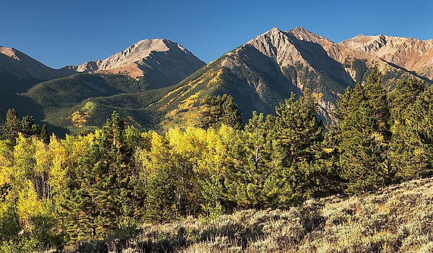 Colorful Rocky Mountain aspen trees in early fall, with Mount Hope and the Twin Peaks located in the Collegiate Peaks Wilderness
