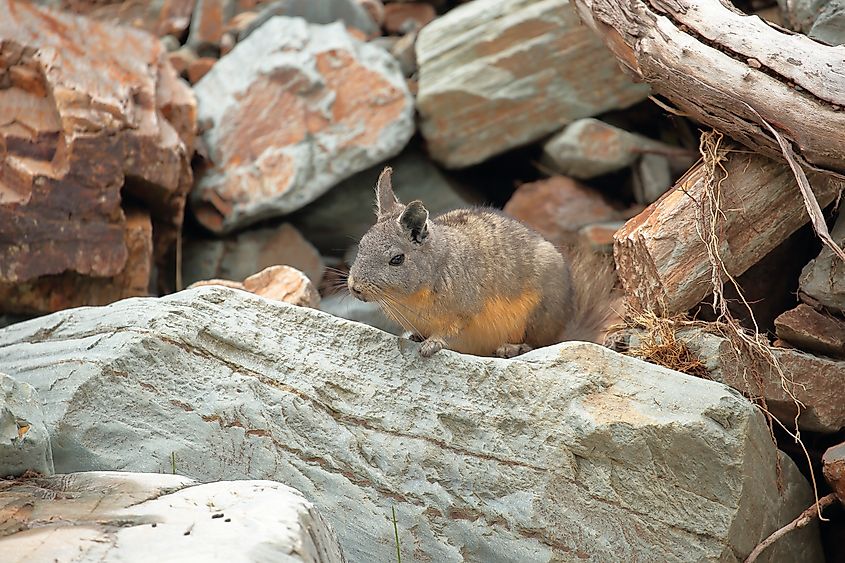 A northern viscacha on a rock in the mountains of Peru.