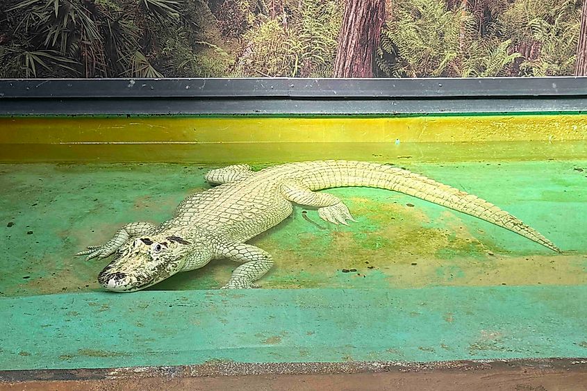 Albino alligators at Gatorland Image credit Bryan Dearsley