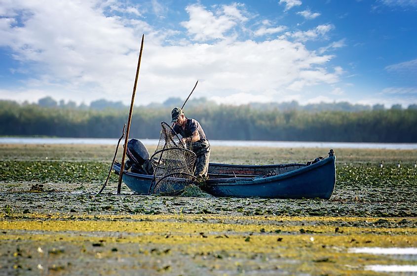 Local fisherman netting fish in Danube Delta