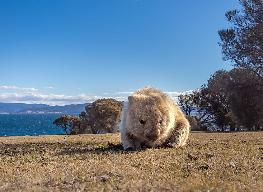 Ground level shot of a Tasmanian bare-nosed wombat feeding, Maria Island National Park, Tasmania, Australia. Via Shutterstock / LouieLea