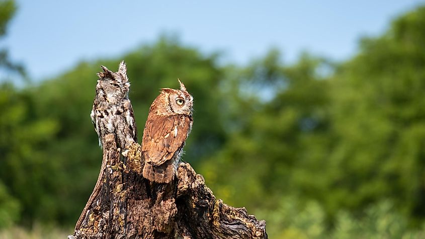 Well-camouflaged Eastern screech owls on a log of wood.