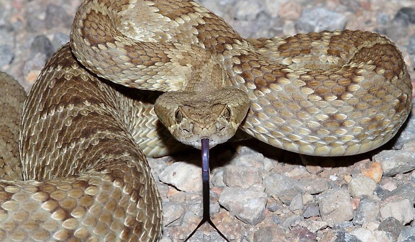 The Mojave Rattlesnake is considered by many to be the most deadly snake in the United States.