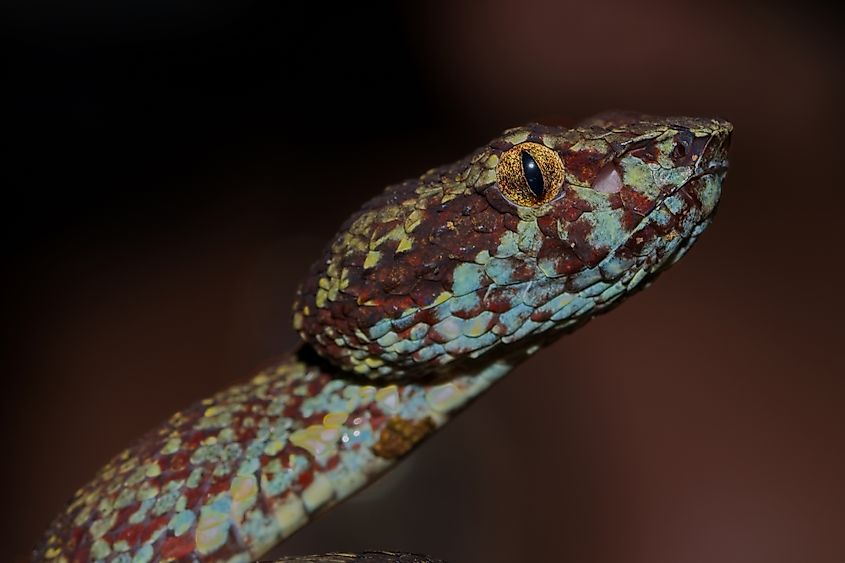 Malabar pit viper