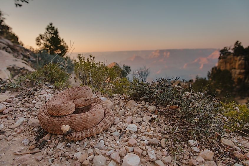 Crotalus abyssus (Grand Canyon Rattlesnake).