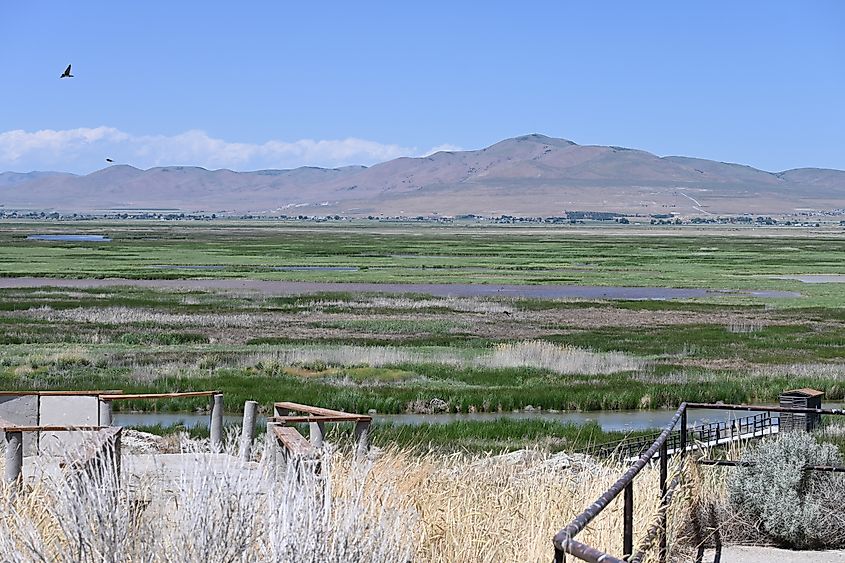 Bear River Migratory Bird refuge Tremonton Utah