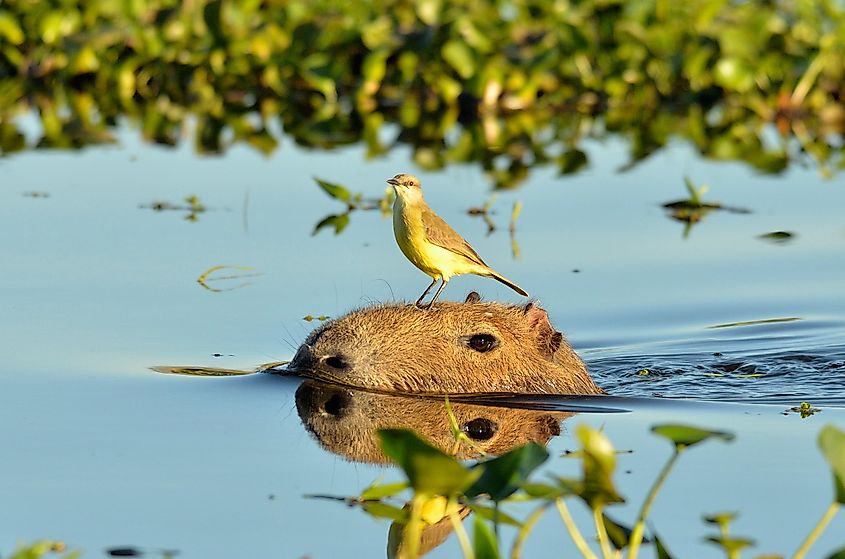A capybara in the water with a bird perched on it.