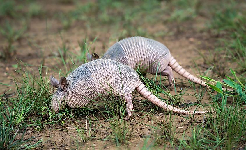 Two juvenile nine-banded armadillos digging into the ground for food.
