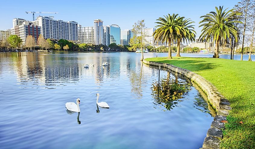 Swans on the water at Lake Eola Park, Orlando, Florida