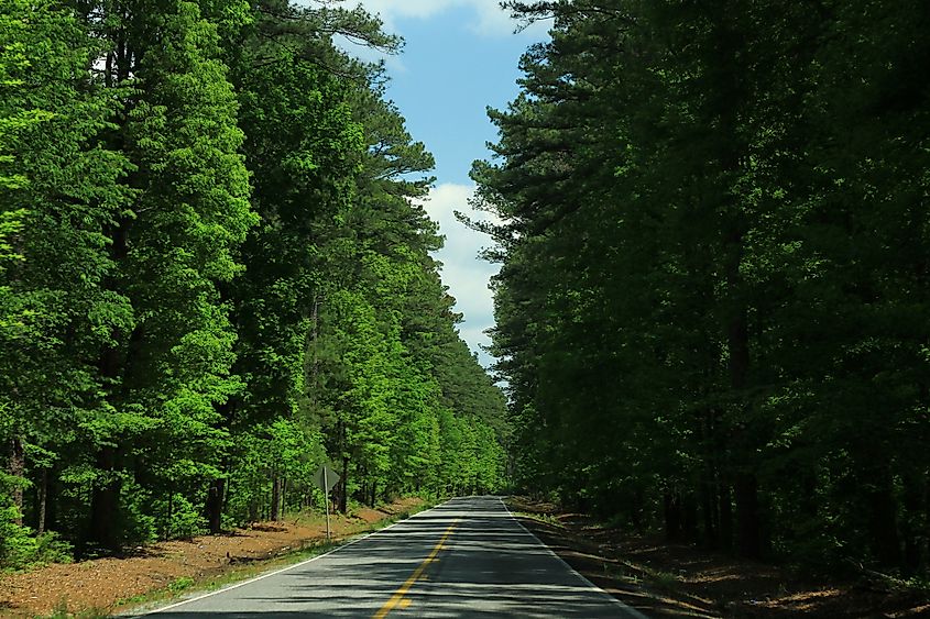 Bienville National Forest as seen from MS13.