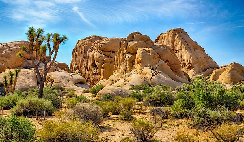 Boulders and Joshua Trees in Joshua Tree National Park, California.