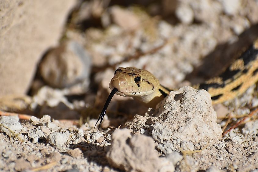 A Great Basin gopher snake flicking out its tongue.