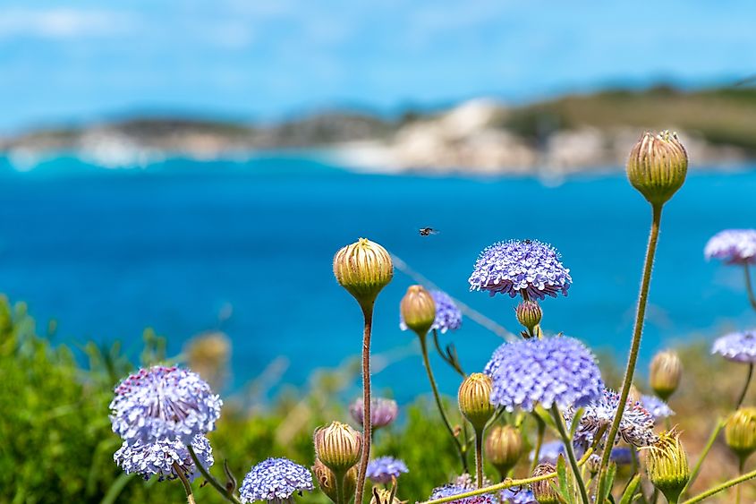 Wildflowers in Rottnest Island