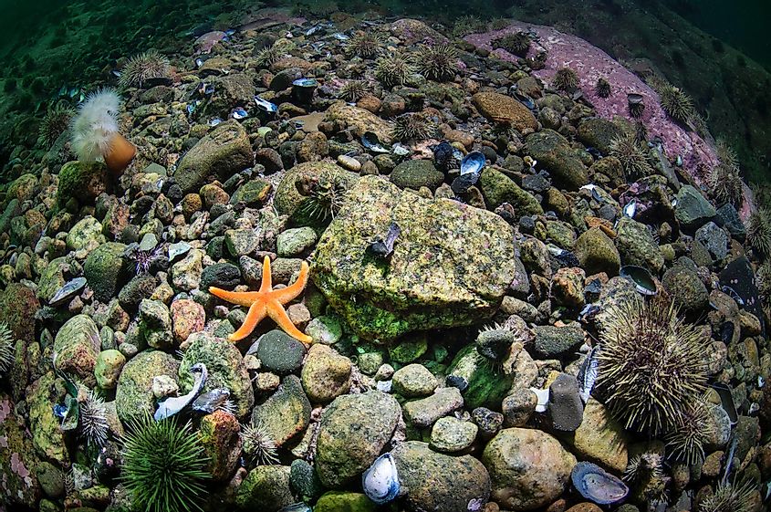 Подводная жизнь в заливе Святого Лаврентия.