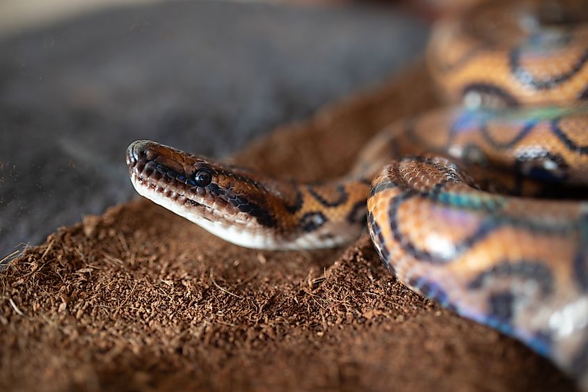 A rainbow boa.