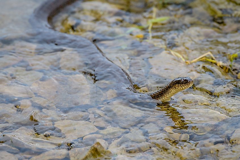 A Northern water snake swimming in shallow water.