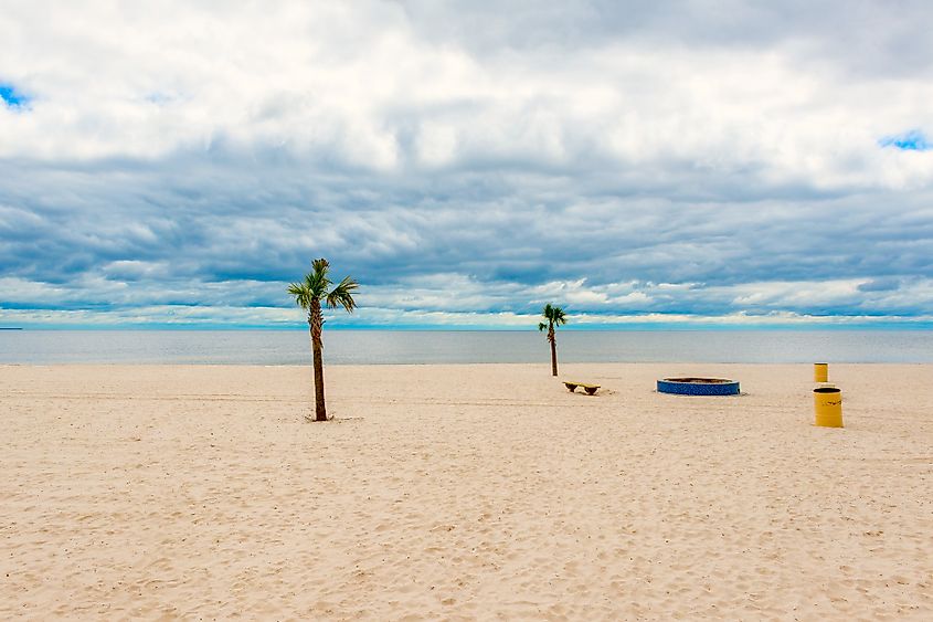 Palm Trees on Beach in Pass Christian, Mississippi