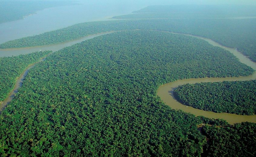 What Animals Live In The Amazon Rainforest? - WorldAtlas What Animals Live In The Amazon Rainforest? - WorldAtlas
