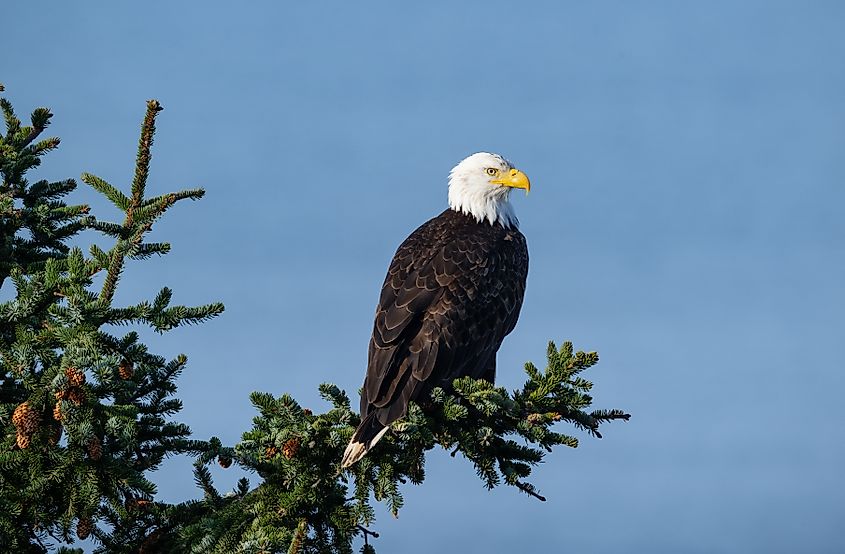 A bald eagle perched on a Sitka Spruce branch.