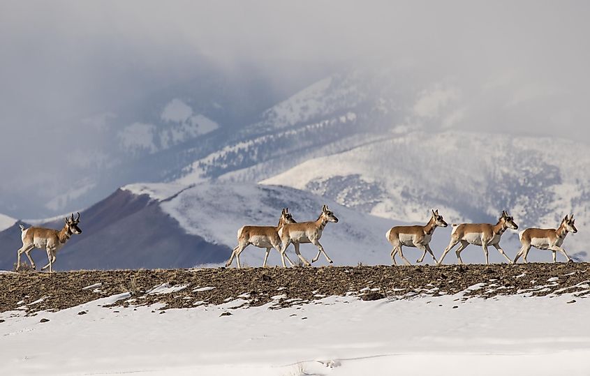 Pronghorn Antelope on the Run in Central Idaho