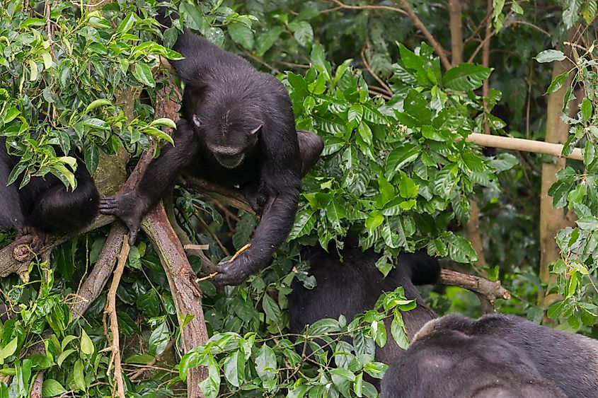 A chimpanzee using a twig to extract sap from tree bark.