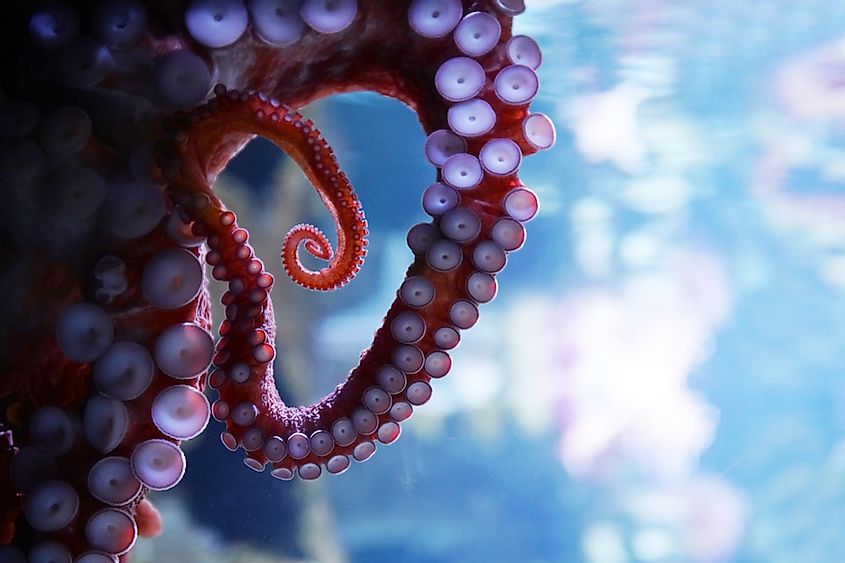 Close up on live octopus in the aquarium.