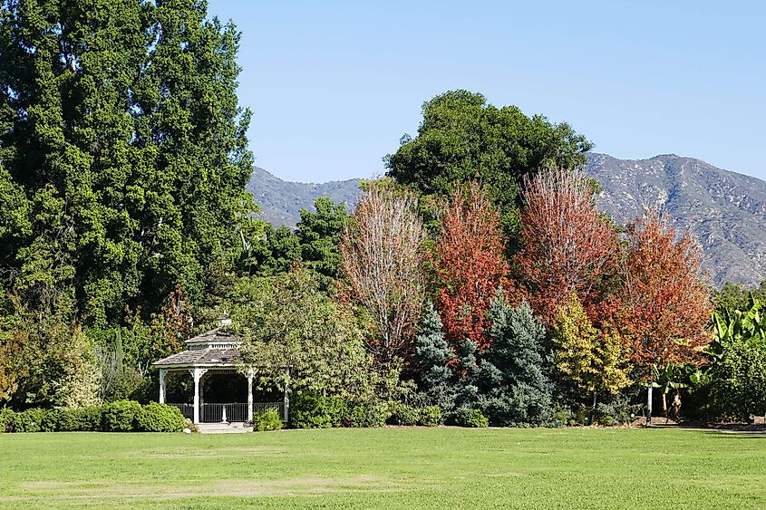 Beautiful greenery in Arcadia, California