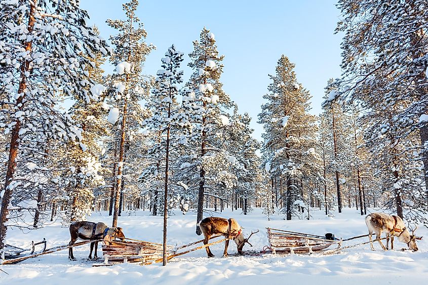 Finland winter