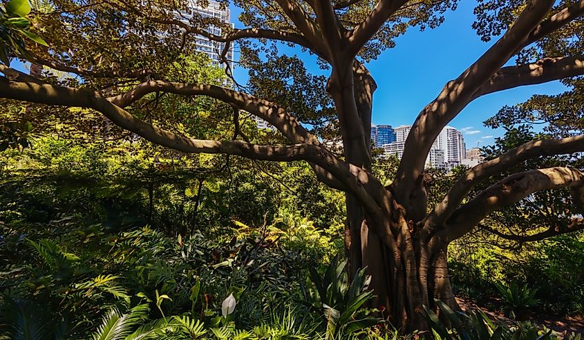 Wendy Whiteley's Secret Garden on a warm summer's morning in Lavender Bay, Sydney, New South Wales, Australia