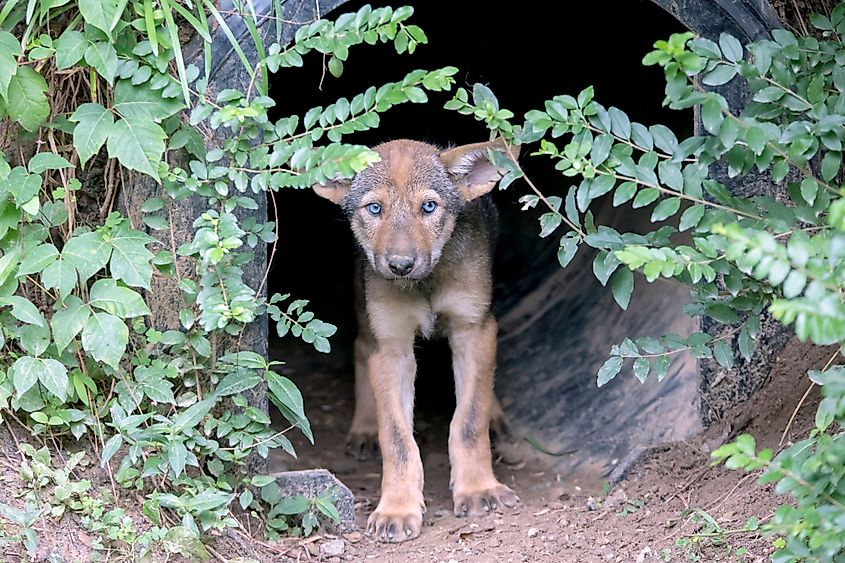 A six-week-old baby red wolf peeping out of its den