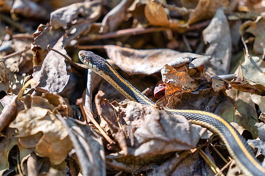 Garter snake in the Spring during golden hour sunset in the forest in Tahoe National Forest in the Sierra Nevada Mountains
