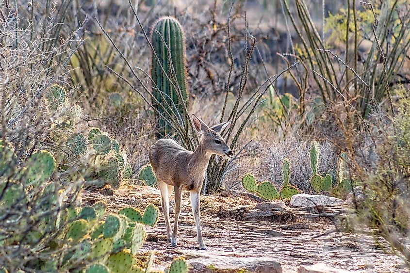 Female white tail deer facing the camera in a Sonoran desert landscape