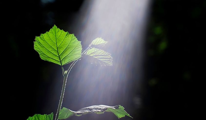 Green sprout of a young branch of a Bush of hazel illuminated by the sun with a visible spectrum of light The concept of plant photosynthesis.