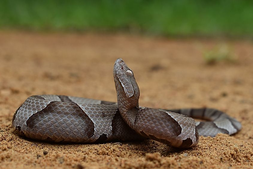 Adult Eastern Copperhead (Agkistrodon contortrix). 