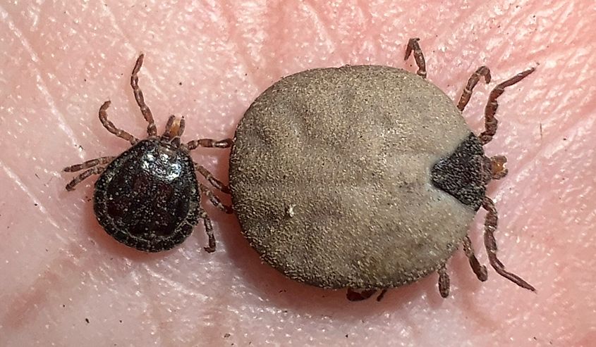Adult female (replete, above) and male (below).
