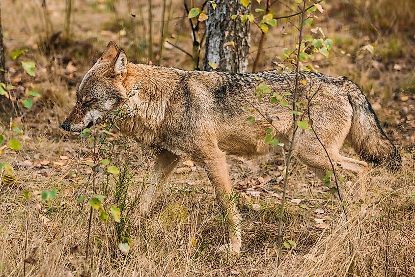 eurasian-wolf.jpg