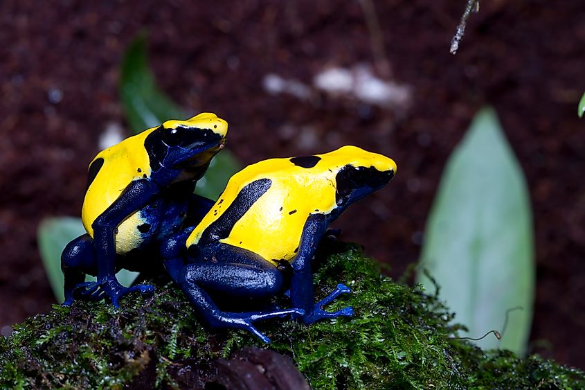 Mating pair of the Citronella Dyeing Poison Dart Frog (Dendrobates tinctorius) in the dark