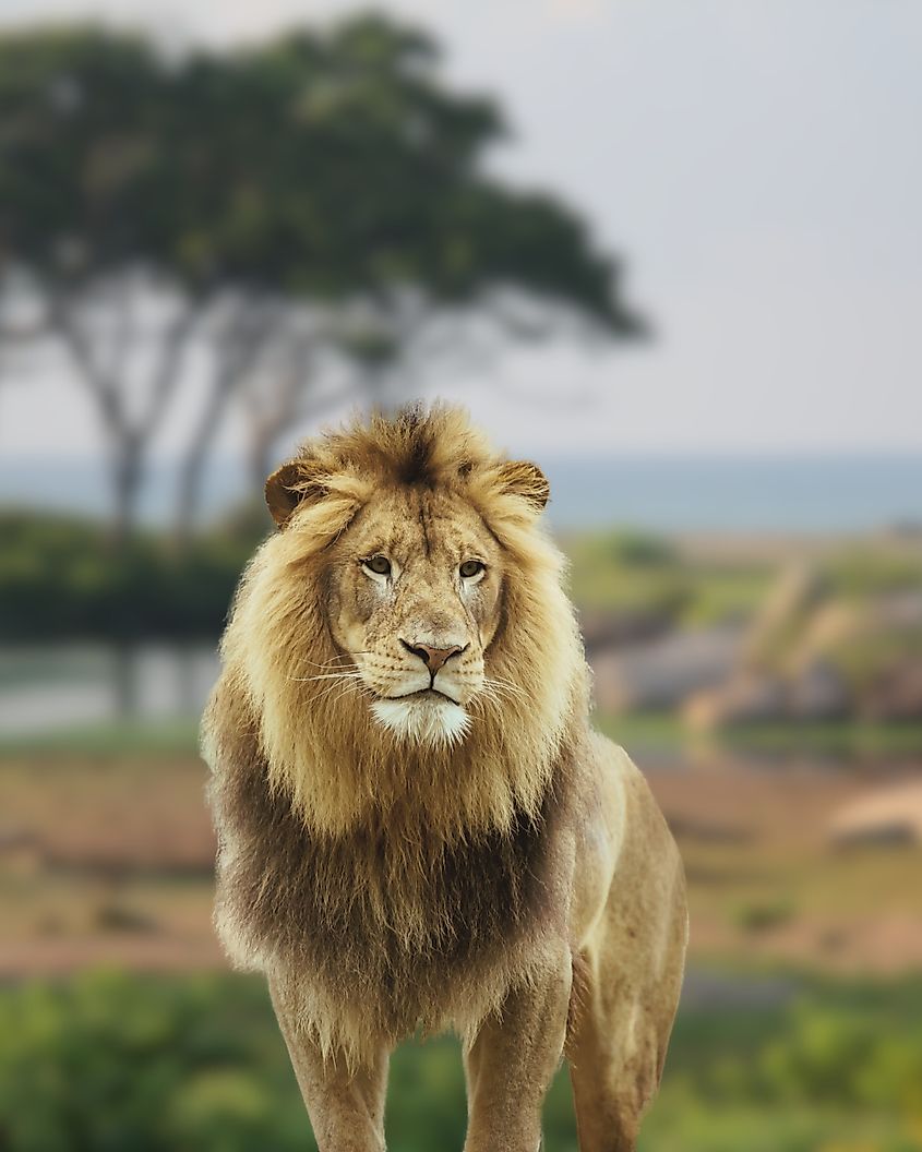 Southwest African lion