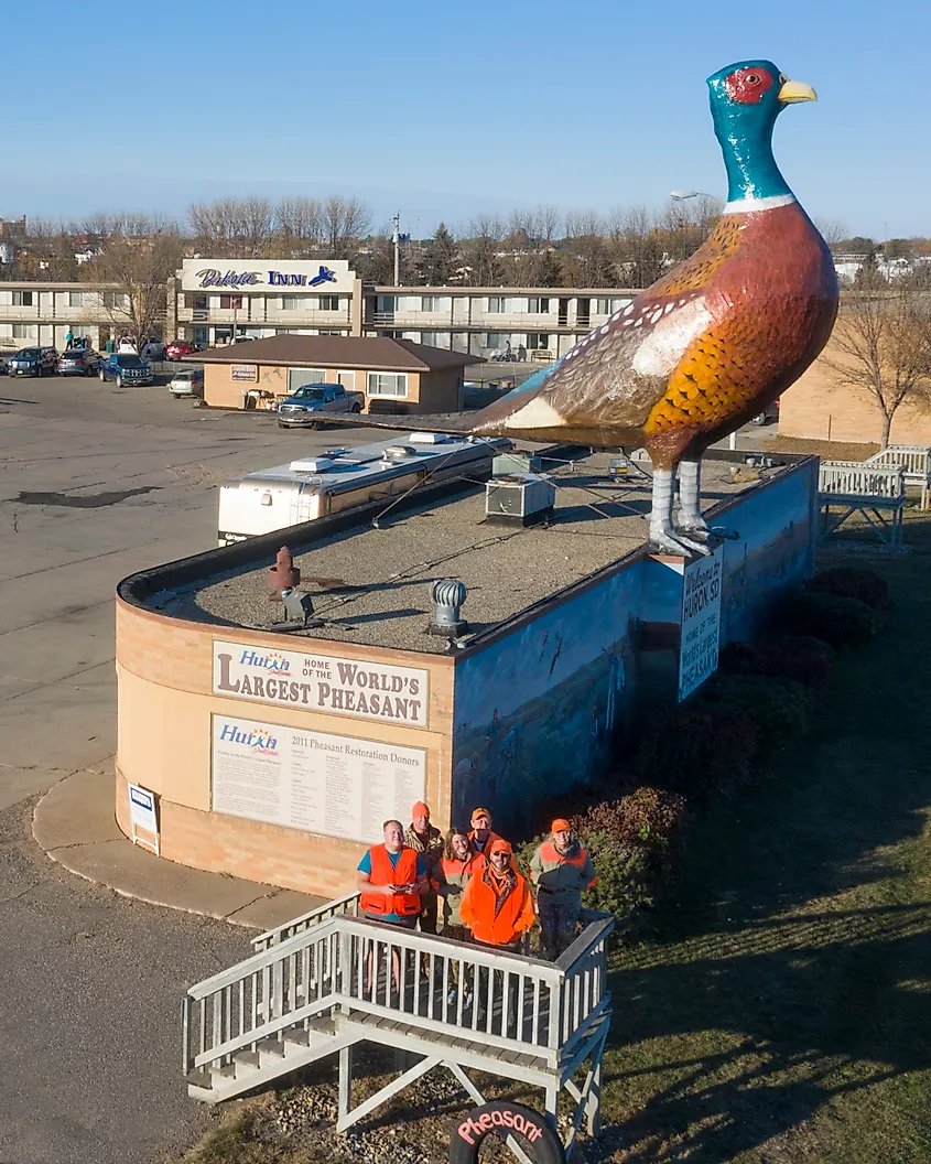 Pheasant Hunters with the World's Largest Pheasant in Huron, South Dakota