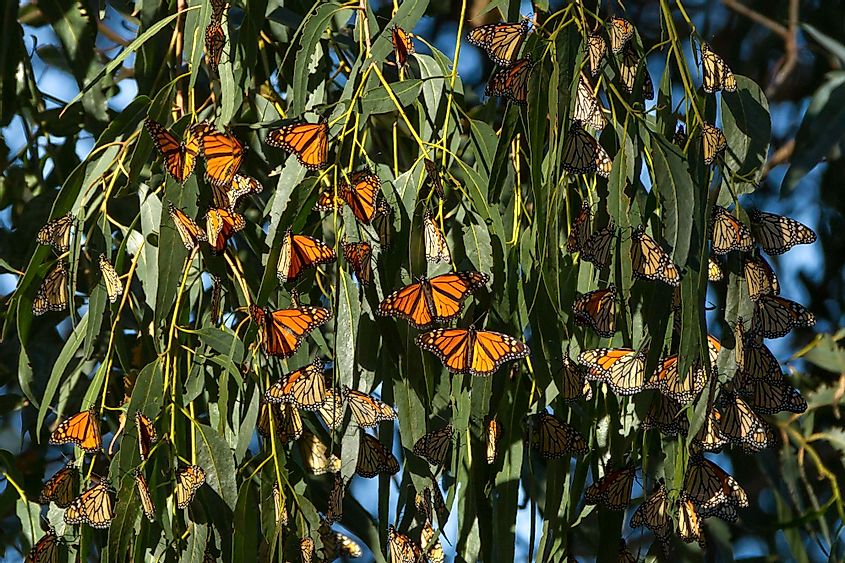 Monarch butterflies begin to gather at the Monarch Butterfly Grove, Pismo Beach, California